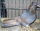 1104 Anatolian ringbeater TR 07