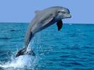 delfin