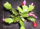 schlumbergera truncata_002