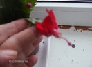 schlumbergera truncata_003