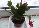 schlumbergera truncata_004