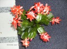 schlumbergera truncata_008