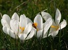flori_de_primavara_06