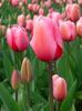 images (19)