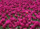 images (20)