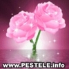 avatare poze trandafiri avatare flori trandafiri imagini trandafiri mini trandafiri imagini cu trand