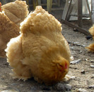 campioana FAUNA BANATULUI ian 2011