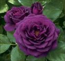 images (22)