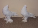DSCN0222