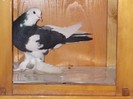 R.Incaltata M
