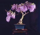 bonsai wisteria sinensis