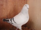 SAM_1487