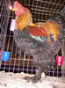 DSCN0677