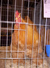 DSCN0662