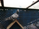belg 2010