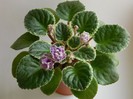 DSCN5609