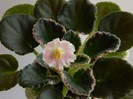 DSCN5665