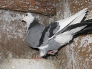 Picture 110