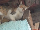 DSC03387