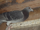 DSC04406