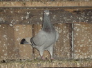 DSC04420