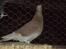 DSC04371