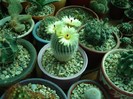 DSC04875
