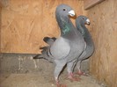 germani 2011 - 27.12.2011