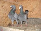 germani 2011 - 27.12.2011