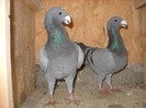 germani 2011 - 27.12.2011