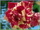 images (95)