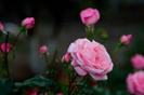 images (26)