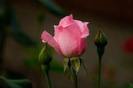images (48)