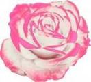 images (4)