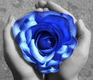 Rose_In_My_Hands_by_twilighter33