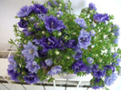 campanula  dubla-