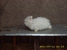 Angora pitic