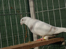 M 11