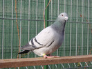 STA 25