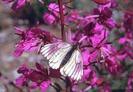 fluture roz