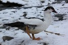 IMG_0065