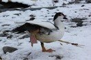 IMG_0066