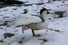 IMG_0068