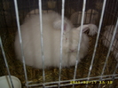 Un Angora Alb