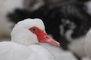 IMG_0253