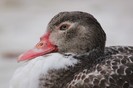 IMG_0258