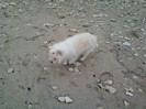 Copy (2) of 23-28 dec 2011 CRACIUN IN BALCIK,BULGARIA 102