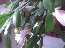 Christmas Cactus