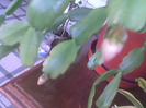 Christmas Cactus