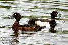 aythya_fuligula_d151